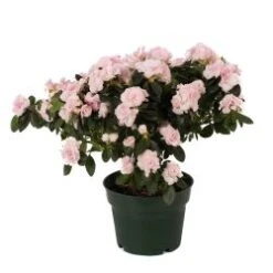 Azalea Plant, Pink - 6" Pot