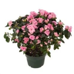 Azalea Plant, Hot Pink - 6" Pot