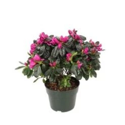 Azalea Plant, Lavender - 6" Pot