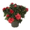 Azalea Plant, Red - 6" Pot