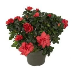 Azalea Plant, Red - 6" Pot