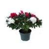 Azalea Plant, Red & White Bicolor - 6" Pot