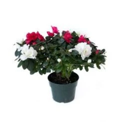 Azalea Plant, Red & White Bicolor - 6" Pot