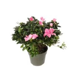 Azalea Plant, Variegated Pink/White - 6" Pot