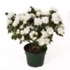 Azalea Plant, White - 6" Pot