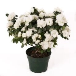 Azalea Plant, White - 6" Pot