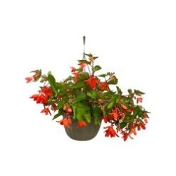 Begonias Waterfall 10" Hanging Basket - Assorted Colors