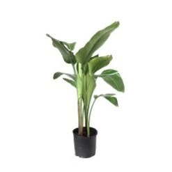 Bird Of Paradise 10" Pot