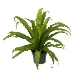 Bird Nest Fern 6" Pot