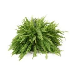 Boston Fern Plant, Hanging - 10" Pot