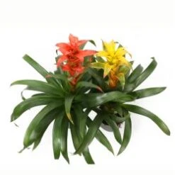 Bromeliad Guzmania - Assorted Colors, 6" Pot