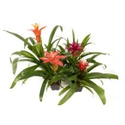 Bromeliad Asstd Varieties, 4" Pot