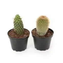 Cactus Plant, Assorted - 4" Pot