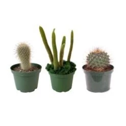 Cactus Plants, Assorted - 6" Pot