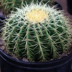 Cactus, Assorted - 10" Pot