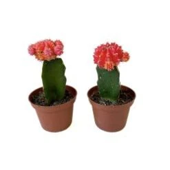 Cactus Grafted 2.5 " Pot Assorted