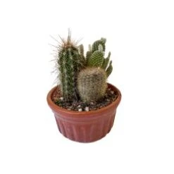 Cactus Garden, 6" Pot
