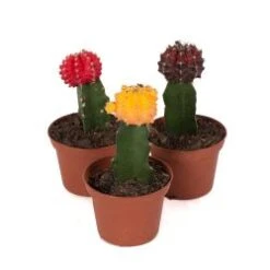 Cactus Grafted 3" Pot Assorted