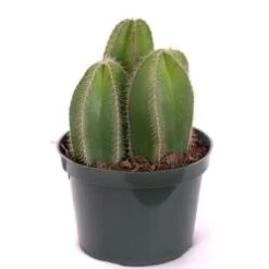 Cactus Plants, Assorted - 8" Pot
