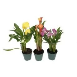 Calla Lily 6" Pot Assorted