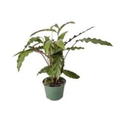Calathea, 6" Pot