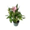 Calla Lily Pink, 6'''' Pot