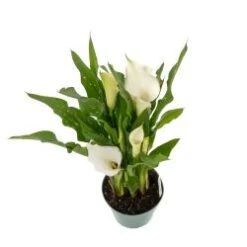 Calla Lily White 6" Pot