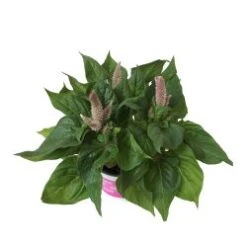 Assorted Celosia Plants, 6" Pot