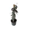 Cissus Discolor Totem 10" Pot