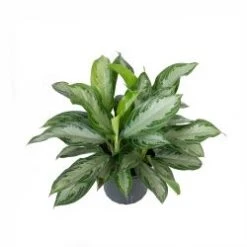 Christian Maria / Silver Bay 10" Pot