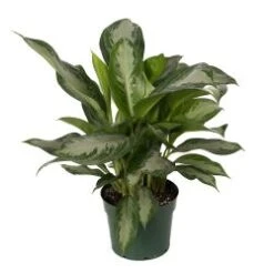 Christian Maria / Silver Bay 8" Pot