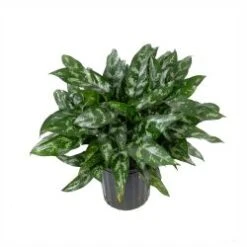 Aglaonema Maria ( Dark Green ) 10" Pot