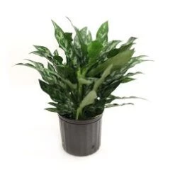 Aglaonema Maria ( Dark Green ) 8" Pot