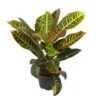 Croton, 6" Pot