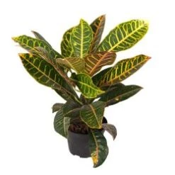 Croton, 4" Pot