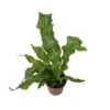 Crocodile Ferns 4" Pot