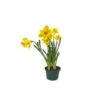 Daffodil Plant, Yellow - 6" Pot