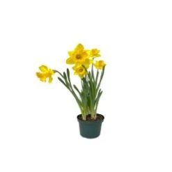 Daffodil Plant, Yellow - 6" Pot