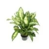 Dieffenbachia 8" Pot