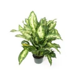 Dieffenbachia 8" Pot