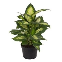 Dieffenbachia Assorted, 6" Pot