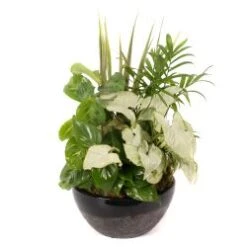 10" Porcelain Dish Garden