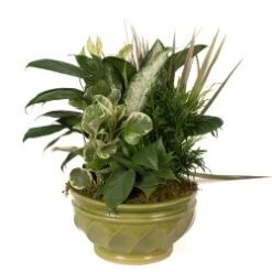 12" Porcelain Dish Garden