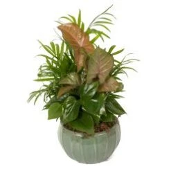 6" Porcelain Dish Garden