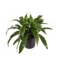 Dracena Art Carmen 10" Pot