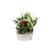10" Wicker Dish Garden