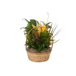 12" Wicker Dish Garden