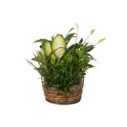 14" Wicker Dish Garden