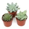 Echeveria 3.5" -4" Pot Assorted