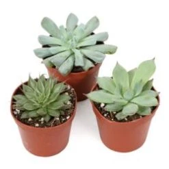 Echeveria 3.5" -4" Pot Assorted